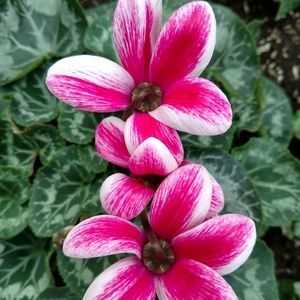 Meet your Posher, Richard